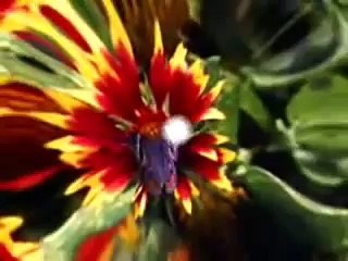 عبد العظيم عز الدين ماذا ستنشد للبتول