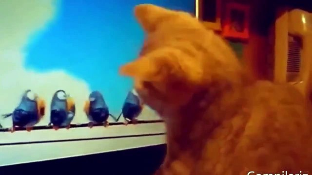 funny cat fails try not to laugh or grin, funny cute cat fails, funny cat fails for kids,
