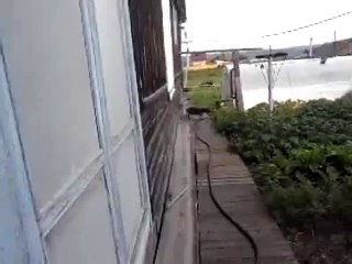 INCREIBLE : Perro cargando a un Gato para llevarlo a su casa