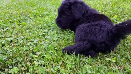 Gabbys goldendoodles(12)