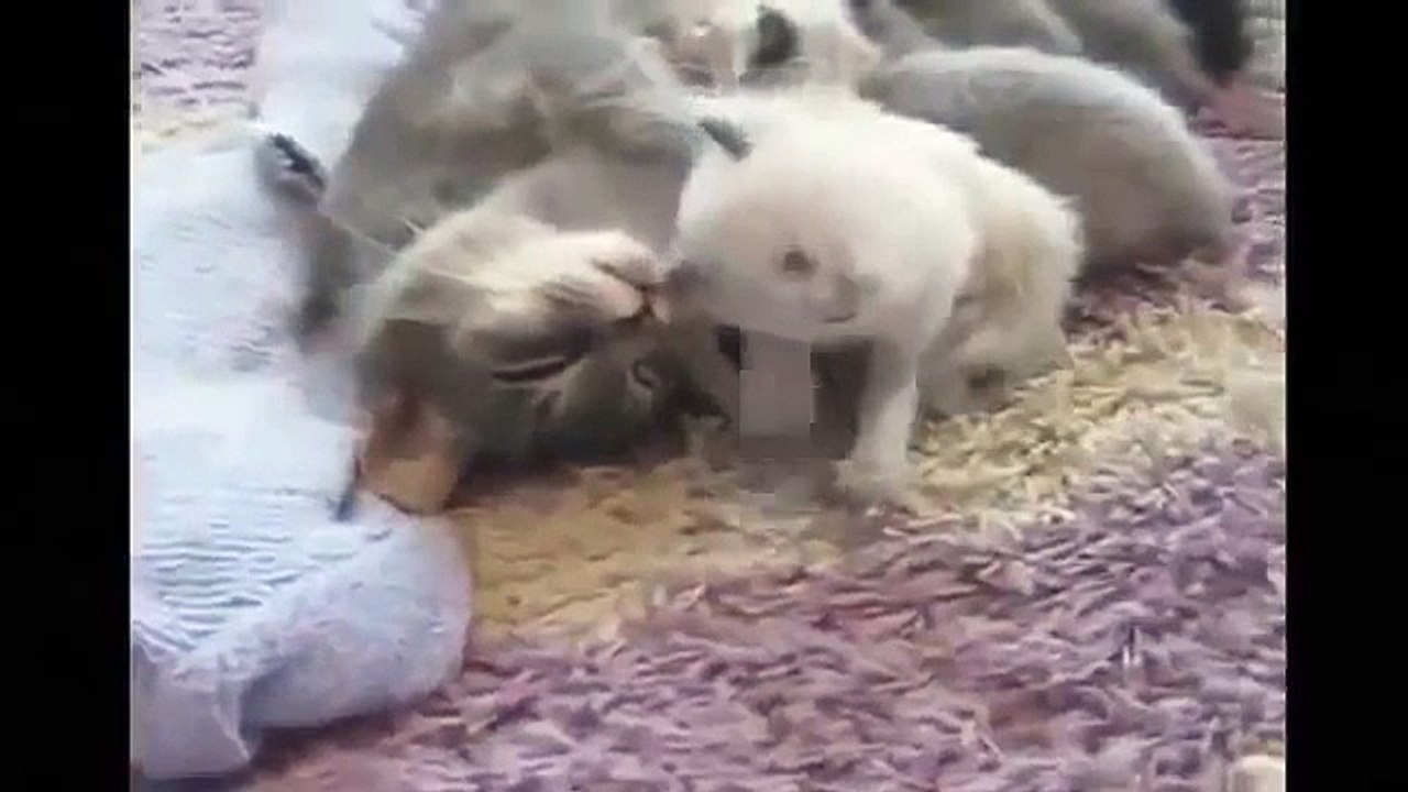 Funny videos: Funny Videos Fail Compilation | Funny Pranks | Funny Cats Videos New Funny Video