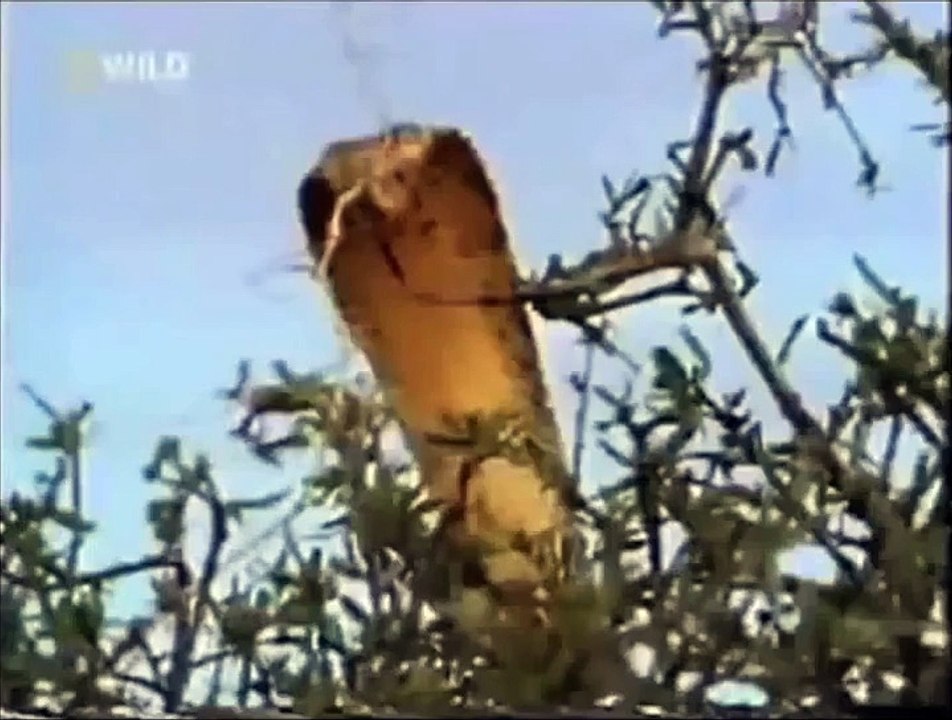 Crazy Badass Honey Badger (Edited - original narration by Randall)