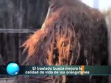 Retrasa zoológico de Chapultepec respuesta sobre traslado de orangutanes