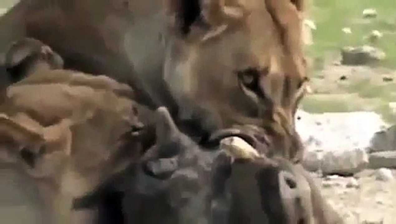 Animal Attack lions eating a wild bufflo wild bitbytezen wildfire