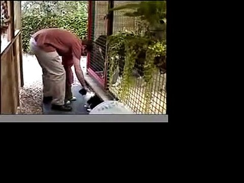 Chiots Bergers Australiens 6 sem