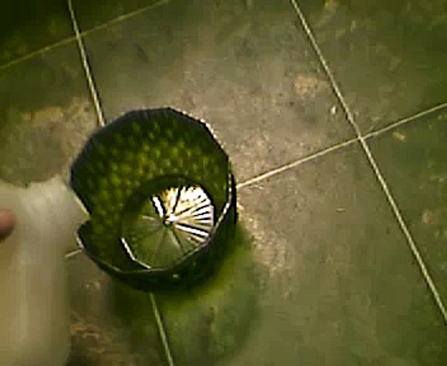 Cats fighting over milk