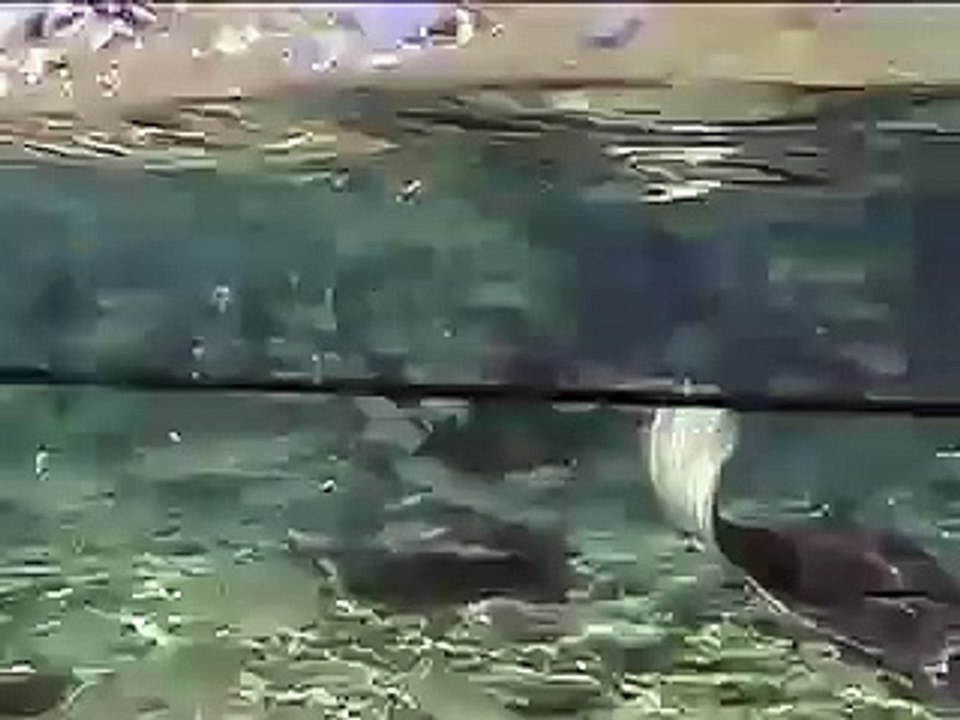 [Moorea] Mergulho com Raias e Sharks pt.1
