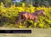 HARAS SANTA ANDREA - PAINT HORSE