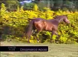 HARAS SANTA ANDREA - PAINT HORSE