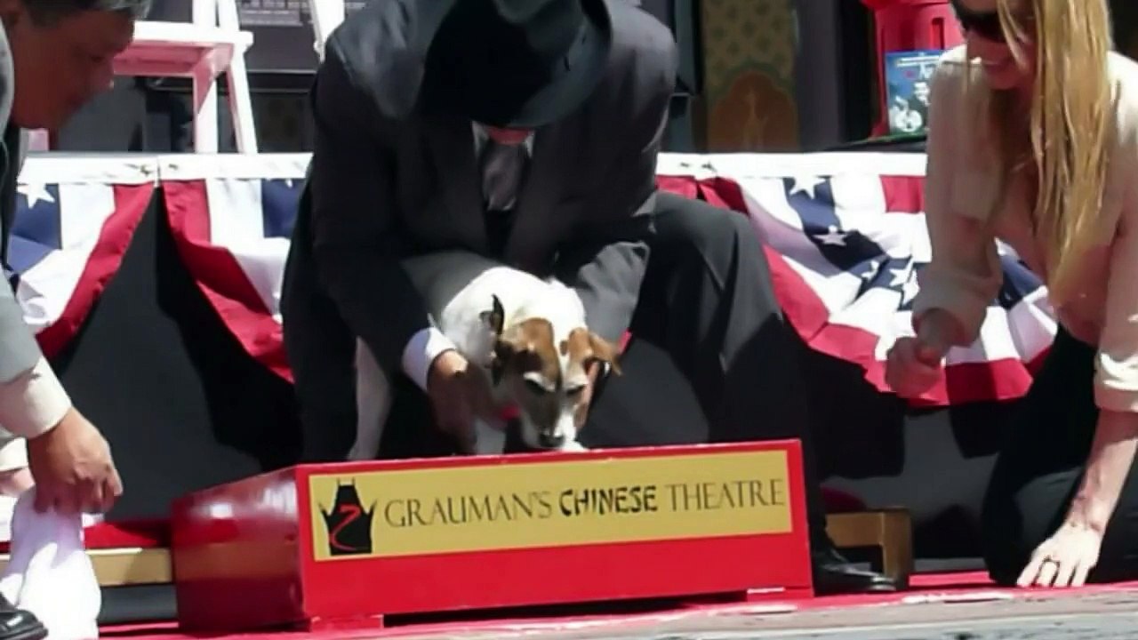 Berühmter Filmhund 'Uggie' ist tot