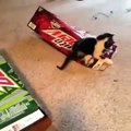 Lovely Little Cats And Kittens Cat Vines Compilation 2015 Funny Cat Videos Cats Fighting