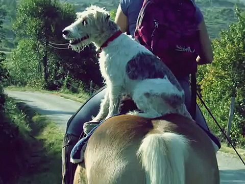 Un maitre n'est plus rien sans son chien - Bilou, mon chien, tu va me manquer..