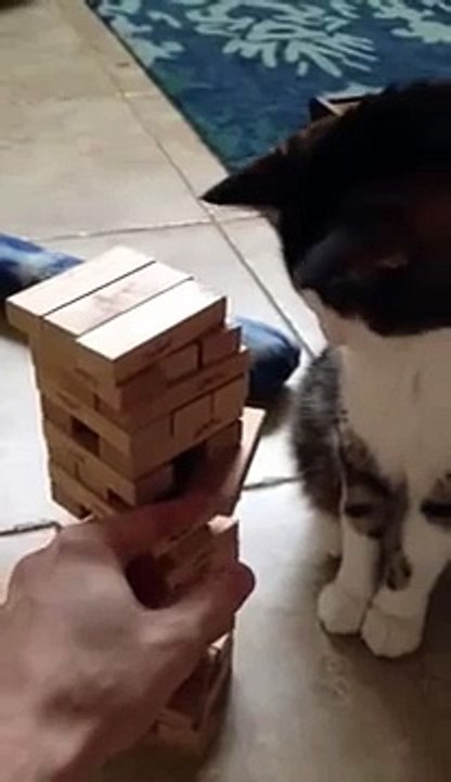 Jenga Cat