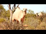 Australia's Red Centre, Alice Springs to Uluru: Timelapse Journey