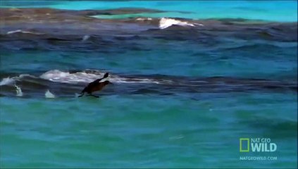 飛ぶ練習中にサメに食われるアホウドリの赤ちゃん