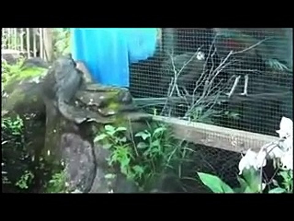 suara ayam hutan hijau