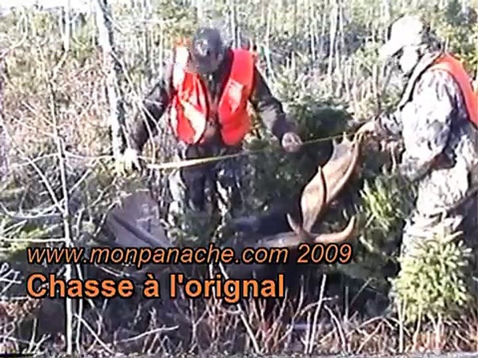 chasse a l'orignal 2009