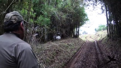 Caceria Ciervo Gamo Chile