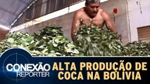 Produção de coca na Bolívia