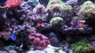 Red Sea Max 250 update v.3 coral reef aquarium