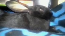 Flemish Giant falling asleep