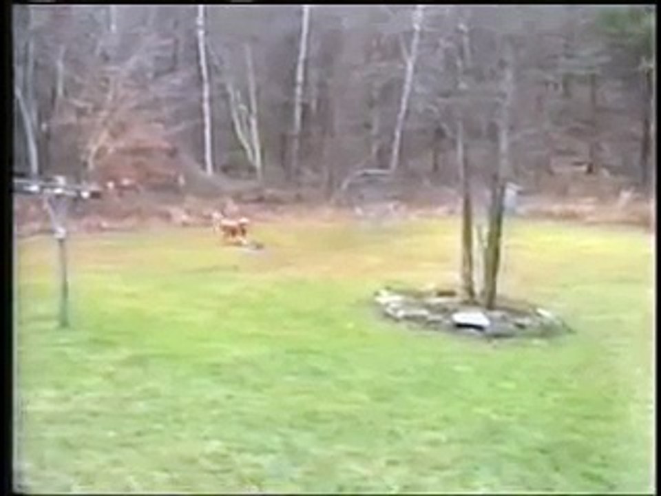 1 chien, 5 frisbees