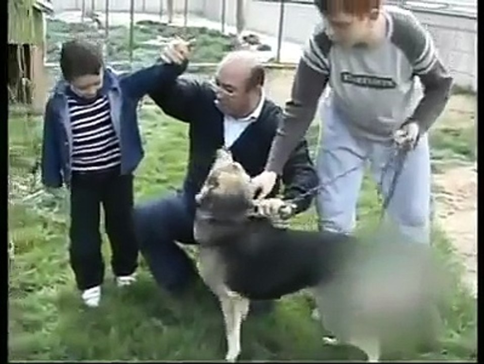 KÖPEK VAHŞETİ!!! İZLEYİN, İZLETİN, PAYLAŞIN...
