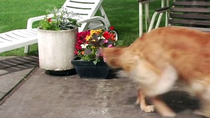 Banfield Pet Hospital - Dog Behavior Challenges