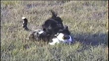 Dog attacks Cat