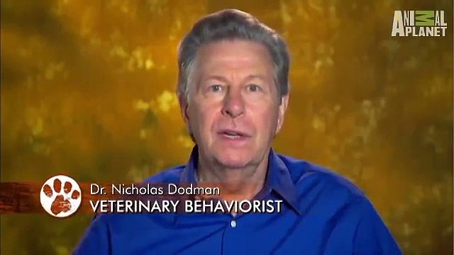 Dogs 101 - Bouvier Des Flandres