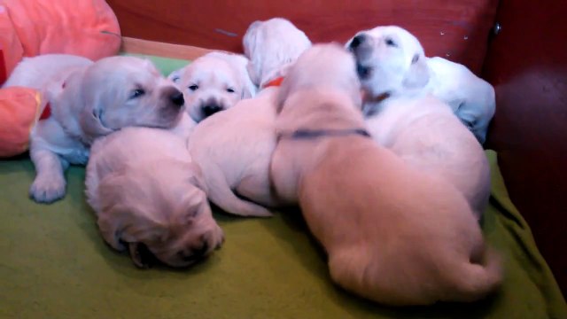 Puppies Golden Retriever from litter D kennel ANIMALS TRIUMPH - 2 weeks