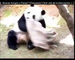 Tiere Videos, Divertidos videos de animales part 23 ~ Best Funny Ani