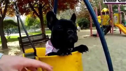 Funny Videos Funny Animal Cute Puppies Dogs Compilation 2015