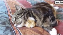 Funny Animal Cats Adopting Baby Birds Compilation - Cats 2015