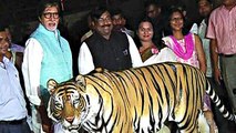 Amitabh Bachchan Joins 'Save The Tiger' Initiative
