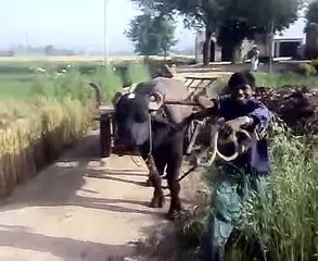 Mera Pind  Gadhi Te Likata Tera Na Bliye - Harbhajan Maan