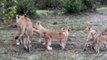 Governors' Main Camp - Lioness breast feeding 4 cubs