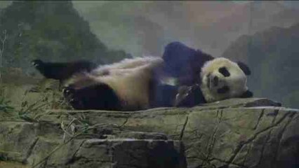 Gran expectación en el zoológico de Washington ante posible embarazo de su osa panda