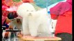 G Miki dog show Bichon Frise male BOB JAPAN