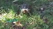La tortue tueuse qui fait peur aux chats - betes-de-foire.fr