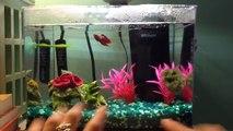 Betta Essentials/Care!