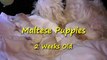 Maltese Puppies - 2 Weeks Old! (in HD)