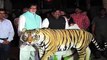 Save Our Tigers' campaign ambassador Amitabh Bachchan raises his voice in concern for the endangered tiger.