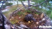 SWFLEagles~Self Feeding Attempt…Fish Or Ant, Fish Pillow, Tuck In ~ 2-5-2015