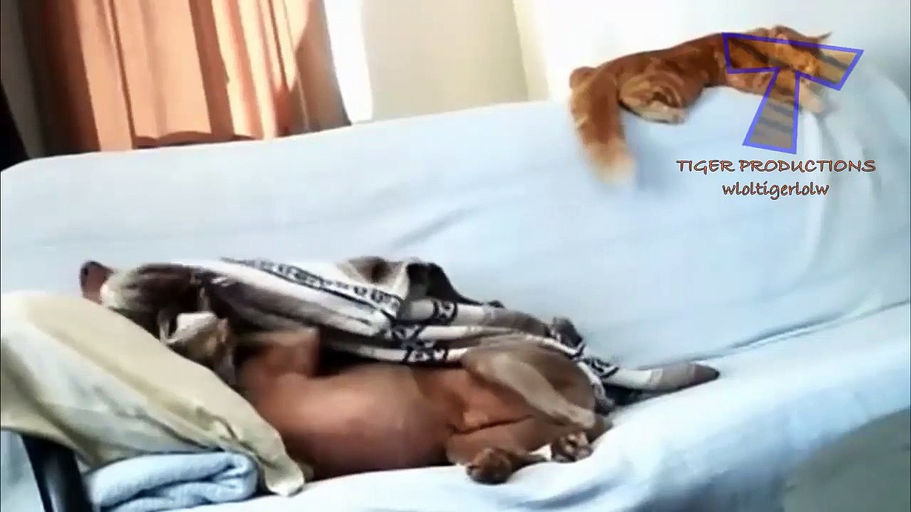 Funny animals stealing stuff - Cute animal compilation