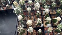 Astrophytum cv & Ariocarpus cv collection 2013