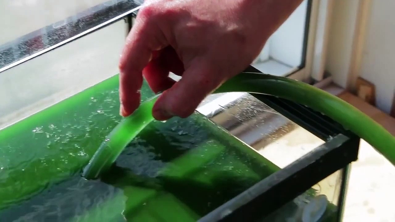 Home Spirulina Harvest