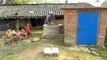 Cooking on Improved Cooking Stove and Biogas in Nepal