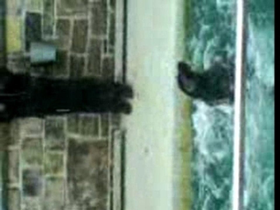 Bergen aquarium, seals training