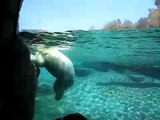 Polar Bears Under Water at San Diego Zoo